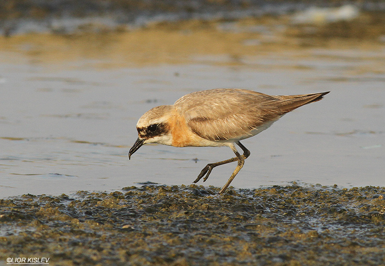 Lesser Sand Plover Charadrius mongolus, Maagan Michael 01-08-13 Lior Kislev